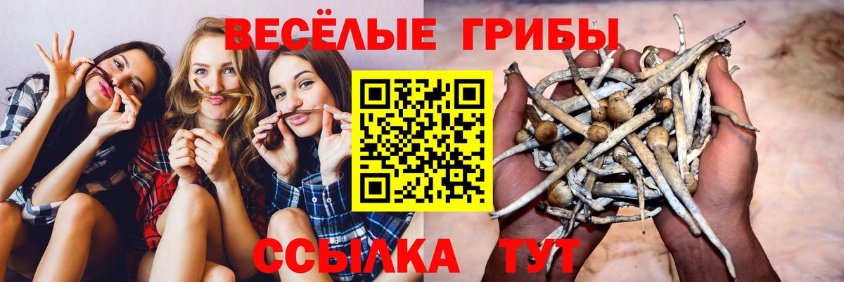 где найти   Вход с VPN  Кириши  Псилоцибиновые грибы Cubensis  Псилоцибиновые грибы MAGIC MUSHROOMS 