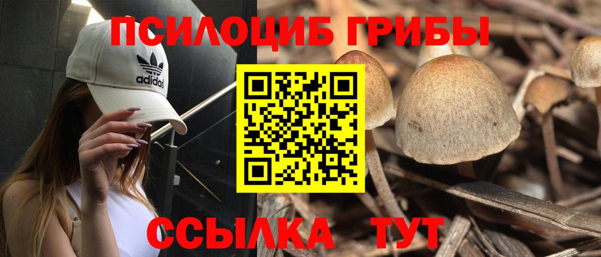 Псилоцибиновые грибы Psilocybine cubensis Кириши